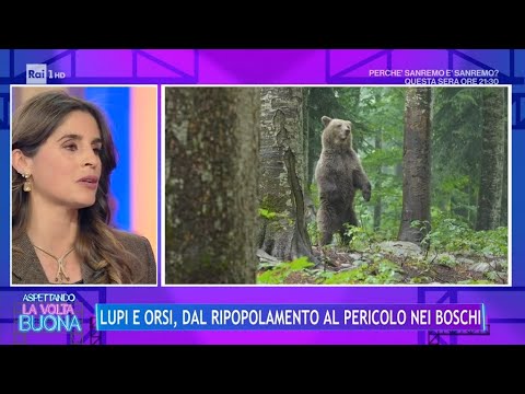 Lupi e orsi, dal ripopolamento al pericolo nei boschi - La Volta Buona 21/02/2024