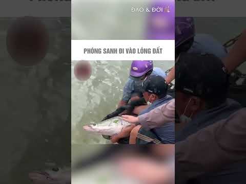 Sư cô phóng sinh nhưng vô tình gây họa | Đạo & Đời