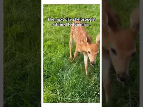 this fawn needed help💕