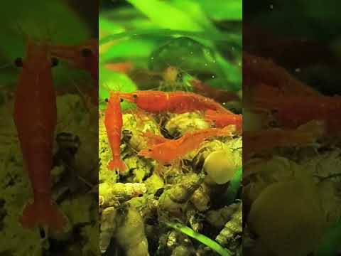 Neocaridina davidi (Red Cherry Shrimp) Beating The Just a look at my Neocaridina davidi (cherry shrimp) grazing on a algae wafer!

Please Like,Share,Co