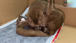 As A Vet I Did This To Help A Pregnant Cat And Found Out This.