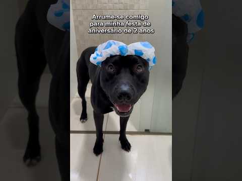 Arrume-se comigo para a minha festa de aniversário de 2 anos 😍 #cachorro #pitbull #aniversario