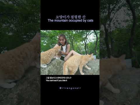 고양이가 점령한 산 고양이가 점령한 산