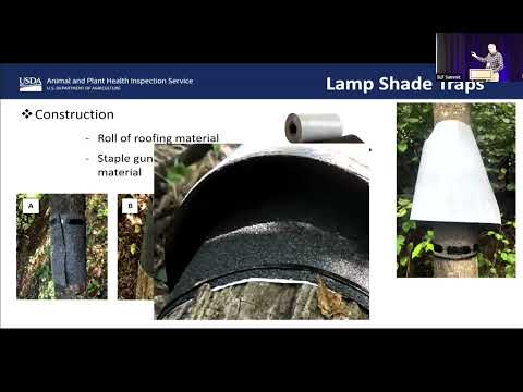 Lampshade Traps for Egg Masses - SLF Summit 2024