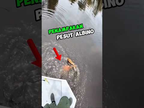 PENAMPAKAN PESUT ALBINO SAAT MEMANCING IKAN #shortvideo #shortsviral #shorts #fishing