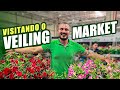 Plantas Ornamentais e Características