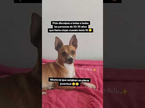 Ojalá que me perdonen🥺😞✨#animalshorts #perros #memesviral #humor #juventud #viejos #edad #perros