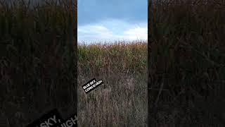 Blue Sky, Corn High #midwest #harvest #mindfulness