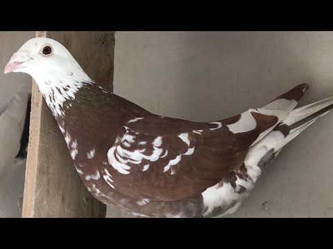 Meuleman Racing Pigeons For Sale - 07/2021