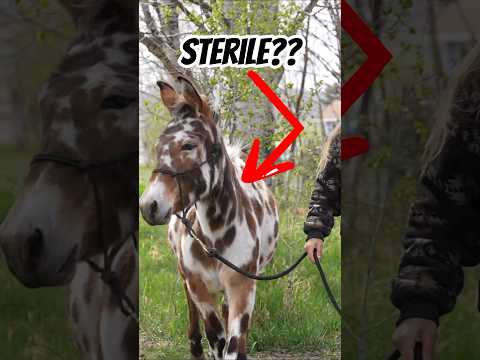 Are Mules Sterile? #horse #mule #donkey #farming #horses