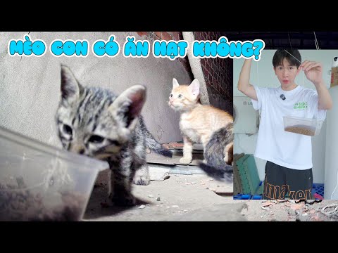 Đàn Mèo Hoang Đã Quay Về - Vui Quá Đi Mất - Tập Cho Mèo Con Ăn Hạt