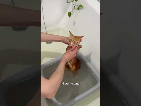 Рыжулька 🧡