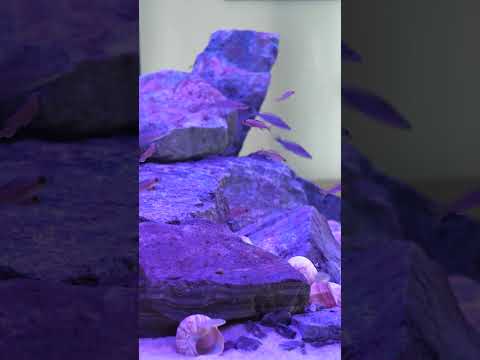 Check out these juvenile blue neon cichlids! #shorts