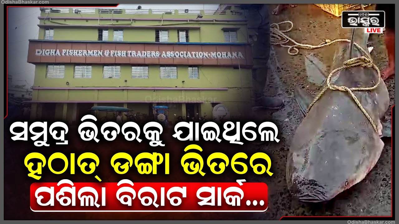 ସମୁଦ୍ରର ସୁସୁ ଗର୍ଜନରେ ଆଗକୁ ଆଗକୁ ମାଡି ଚାଲିଥିଲେ..ଜାଲରେ ପଡିଲା ସାର୍କ..ମାଲେମାଲ ହେଲେ ମତ୍ସ୍ୟଜୀବୀ