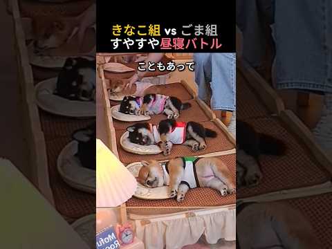 きなこ組 vs ごま組 すやすや昼寝バトル!!