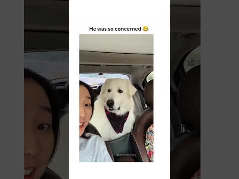 Dogs being cute part 50 #funny #lovegoldens #funnyanimals #pets #cutegolden #funnydogs #animals