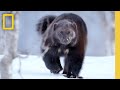 Wolverine Characteristics and Behavior