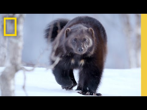 Meet the wolverine | National Geographic | Deadpool & Wolverine