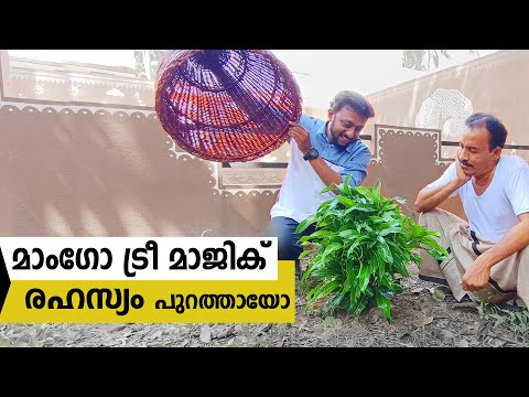 മാംഗോ ട്രീ മാജിക് രഹസ്യം പുറത്തായോ / Mango Tree magic / Tricks Episode :168