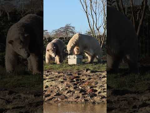 Polar bear vs cooler box