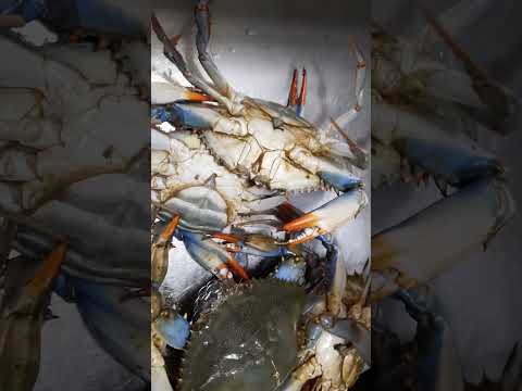 giá Ghẹ Xanh tại Mỹ bằng Giá Ghẹ xanh tại Việt Nam