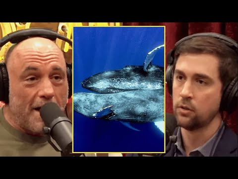 Joe Rogan  Are Other Species Homosexual
