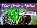 Plant Propagation and Recovery Assessment