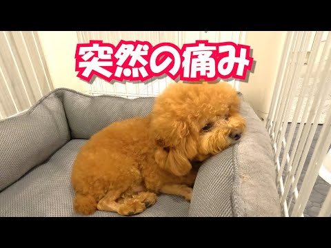【緊急】痛みで元気がなくなった犬を病院で診てもらった結果