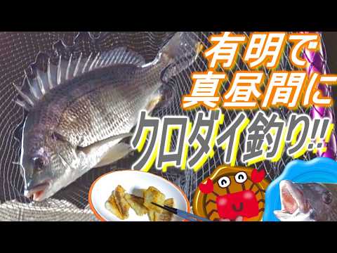 【黒鯛強化期間①】真昼間釣りの延長で!?有明の海でクロダイ調査!!【Black sea bream】