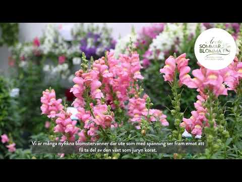 Årets sommarblomma 2026 avslöjas den 1 juni