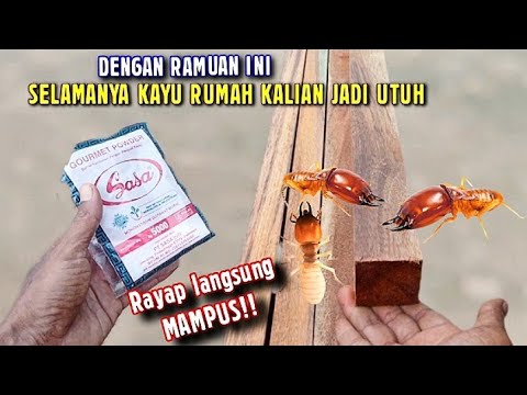 SEUMUR HIDUP KAYU RUMAH KALIAN JADI UTUH, DENGAN RAMUAN PEMBASMI RAYAP INI, GRATIS 