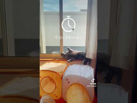 Basking in the sun ひにゃたぼっこ #shorts