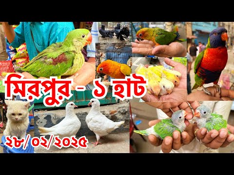 মিরপুর - ১ হাটে উঠেছে প্রচুর পাখি ও কবুতর, বিক্রি হয়েছে কম | শুক্রবার | Mirpur - 1 Pet Market #761