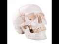 Human Skull and Bone Terminology