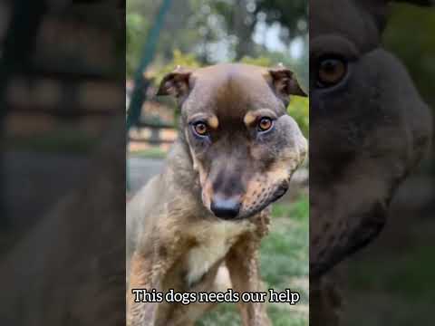 This dogs are going through alot