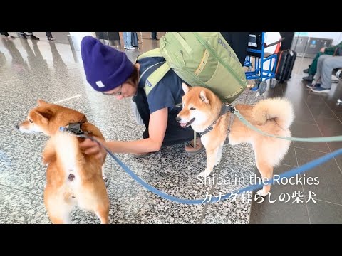 日本帰国で別れを惜しむ母をよそに呑気に空港を楽しむ柴犬姉弟【4K】