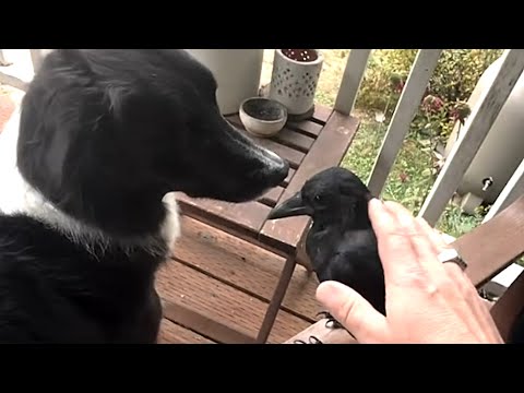 Wild crow raised by family lives like no other