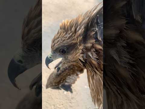 Rescues injured eagle on the road 🦅#respect#animals#viralshorts