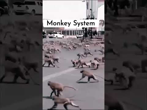 Dog.V/S.monkey #animals #memes #funny 😂🤣😂😂