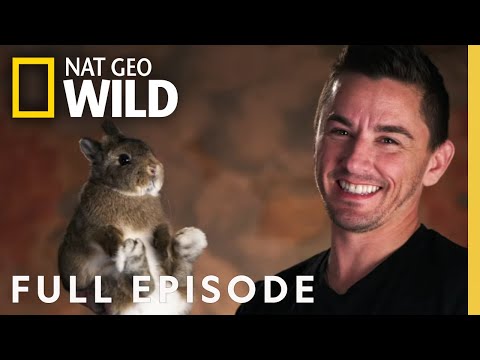 Fabulous Felines and Winning Rabbits (Full Episode) | Going Fur Gold