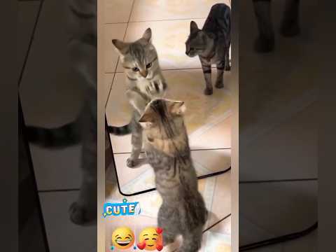 Cato🐈🐈 kitten 🐈🐈 #cat #shorts #short #ytshort #kitten #funny