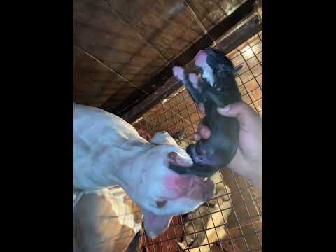 मरे हुए बच्चे को देखिए कैसे ज़िंदा करा ￼￼ American bully puppies cute puppy