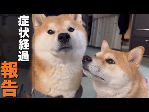 原因不明の症状で、体調を崩した柴犬こむぎ経過報告とお正月のご挨拶