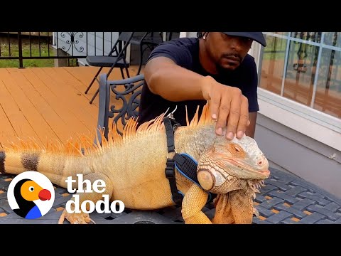 Clingy Iguana Wants To Do Everything His Dad Does | The Dodo