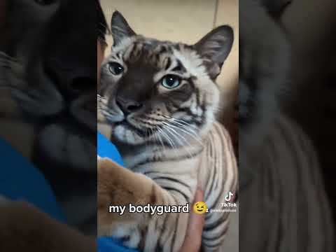 猫の動画サムネイル - シャム猫#shorts #funny #猫#cat#シャムmix #虎に