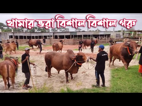 মাংসের জন্য বড় বড় ৮১টি গরু প্রস্তুত করেছে বিশাল এই খামার | ষাড় গরুর সাথে পালন হচ্ছে বেশি দুধর গাভী