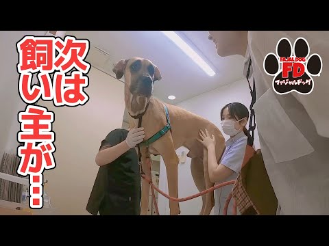 【ご報告】大型犬５匹の苦難続きのその後…