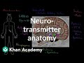 Neurotransmitters and Brain Functions