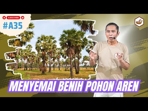 Cara Menyemai Benih Pohon Aren
