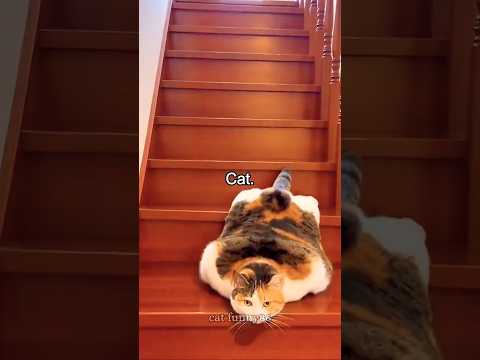 La forma única de los gatos de bajar las escaleras😂🤣#videoshort #cat #parati #funny #memes #humor